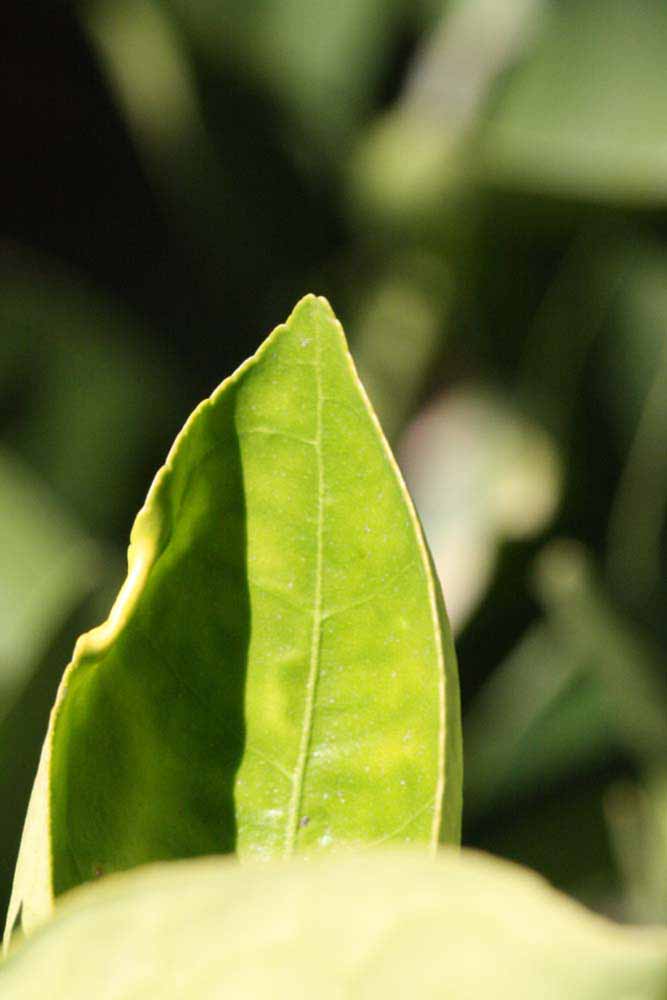              Margin (Riverside, CA)       